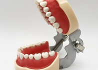 樹脂の歯科調査モデル組織学は、非有毒な歯科矯正学の歯模倣する