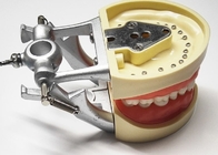 樹脂の歯科調査モデル組織学は、非有毒な歯科矯正学の歯模倣する